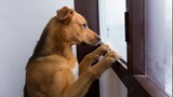 How Dogs Wait For Your Return No One Does It!🥰