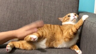 [Mèo] Anh ta đến rồi, anh ta lại muốn vỗ mông rồi!