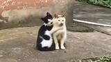 [Thú cưng] Khi bọn mèo biết yêu