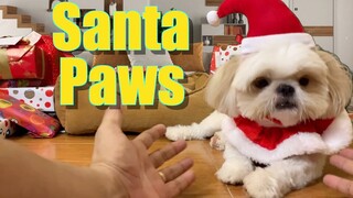 My Dog Turns Himself Into A Santa Paws | Cute & Funny Shih Tzu Dog Video