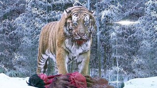 King Tiger Saw His Wife and Son Killed to Murder the Army but Saved the Hunter's Son