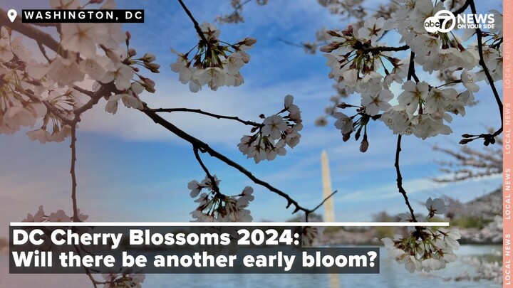 DC Cherry Blossoms 2024: Will there be another early bloom?