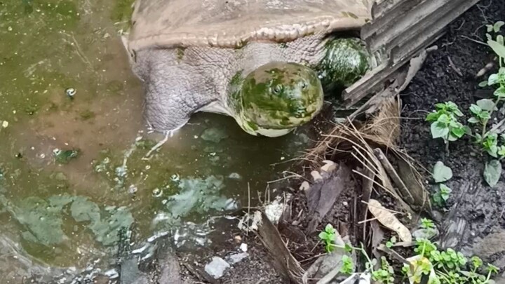 biawak kalo tompek awak do...!!! apo Namo tompek waang???