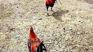 brownred (ama) vs brownred (anak)