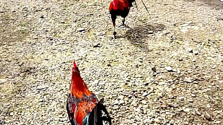 brownred (ama) vs brownred (anak)