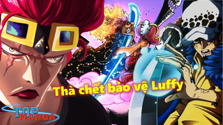 Sự thật đằng sau ý chí bất khuất của Kid và Law, thà chết bảo vệ Luffy khỏi BigMom