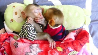 Mom comfort Baby Monkey To sleep!! Orphan Baby Maku sleep Hug Brother Maki is happy and warm