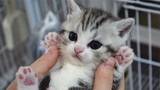 Another Cute, Little, Dirty Kitten!