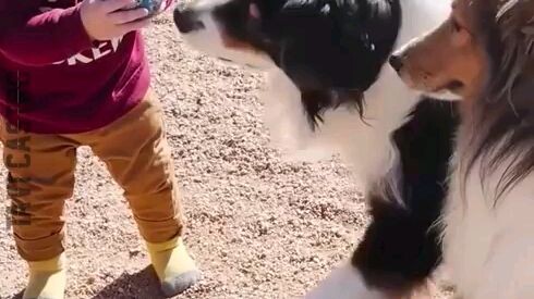 STRONG BOND BETWEEN KID AND PET 🥰😍