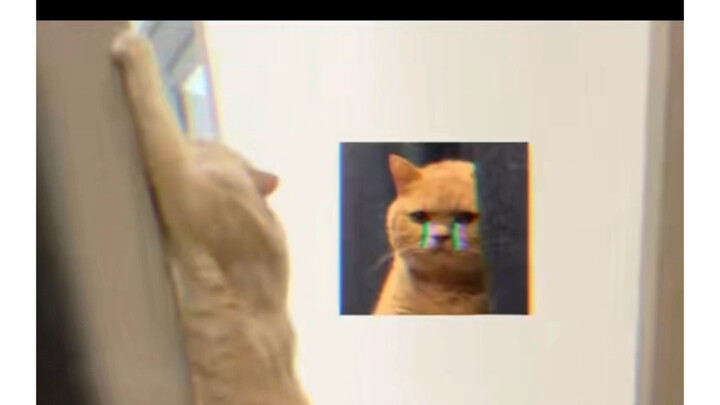 猫咪：你把我推下海，又嫌弃我风尘