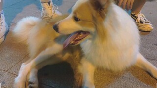 [Golden Border Collie] The scumbag dog is addicted to the arms of various young ladies