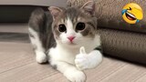 Video Kucing Lucu Banget Bikin Ngakak #76 | Kucing dan Anjing | Kucing Lucu Imut