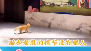 众所周知猫和老鼠是纪录片[看]