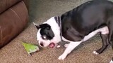 TRY NOT TO LAUGH WATCHING FUNNY DOG FAILS VIDEOS 2021 - Daily Dose of Laughter!