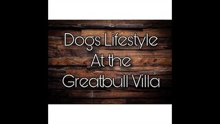 Dogs Lifestyle at the Greatbull Villa..Bullmastiffs and French Bulldogs.