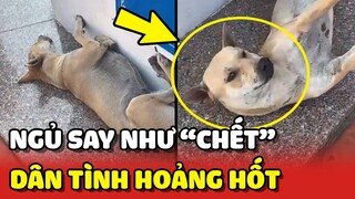 Chú chó NGỦ SAY như chết làm mọi người hoảng hốt 😂 | Yêu Lu