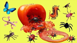 Stop Motion Magic - Cutting Fruit Tomato, Banana, Oranges out Insect SATISFYING Magician Stuff ASMR