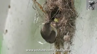 COPPER-THROATED SUNBIRD nest with One Chick!
