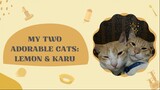 My Two Adorable Cats: Lemon & Karu