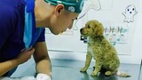 Even the bravest dogs get cold paws at the vet🤣 Funny Pet Video