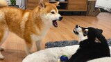 Shiba: Tôi không chỉ muốn cãi nhau mà còn ăn hết không khí xung quanh