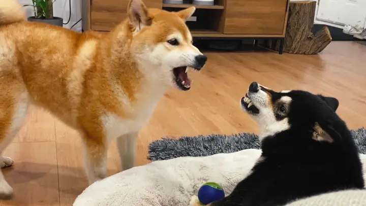 The horseplay of my two shiba dogs