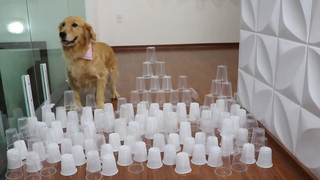 Cup Obstacle Challenge CAT vs DOG