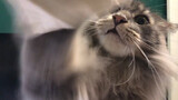[Animals]Funny moments of cat playing paper