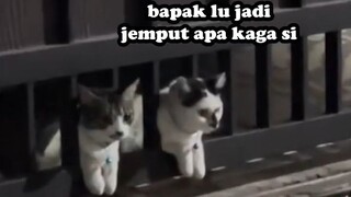 KASTA TERTINGGI KUCING