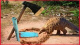 How To Make Pangolin Trap Using Tree Axe & PVC Pipe Traditional Human Techniques.