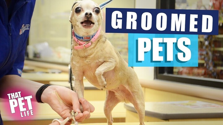 Freshly Groomed Pets That Ooze Confidence  | Funny Pets Compilation