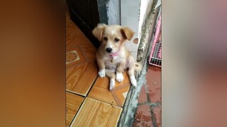 Huhu. Thương e quá 😌 yeucho yeuchomeo cún cúncon chó chómèo chócon chó_cưng chókhôn yeuchomeo cưng chócute pet dog dogsoftiktok doggo