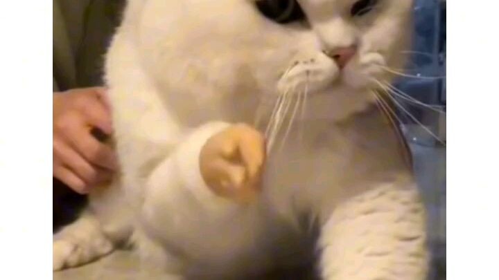 vidio random funny animals
