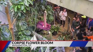 Corpse flower in bloom at U.S. Botanical Gardens