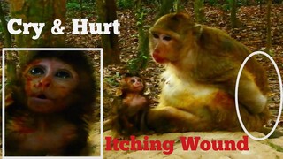 MILLION PITY BABY MONKEY CRY VERY HURT, BABY BRITTANY CAN WALK NOT SIT,BRINN VERY ITCHING BACK WOUND