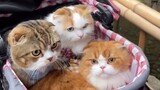 Cats of Instagram