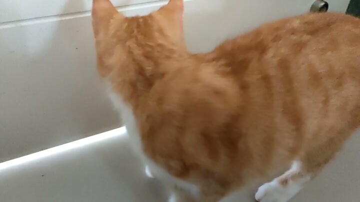 Begini Tingkah Kucing Betina Lagi Puber