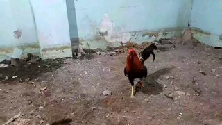 😍🐓🐓🐓