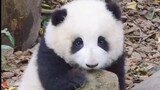There is a shortage of these cute pandas