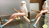Parrot Talking - Smart And Funny Parrots Video #1 | Pets Town