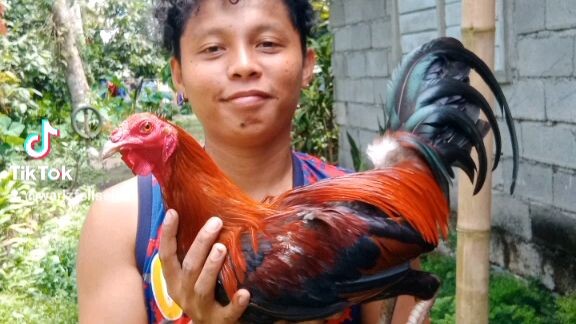 unang Laban ng unang manok ko 🥰