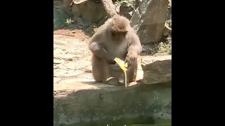 Funny Animals