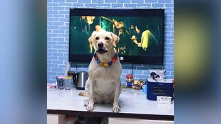 Nhà nuôi phải 1 cái đứa cục súc | MYPET