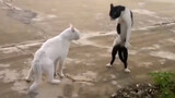 [Động vật]Tư thế Kung Fu của mèo