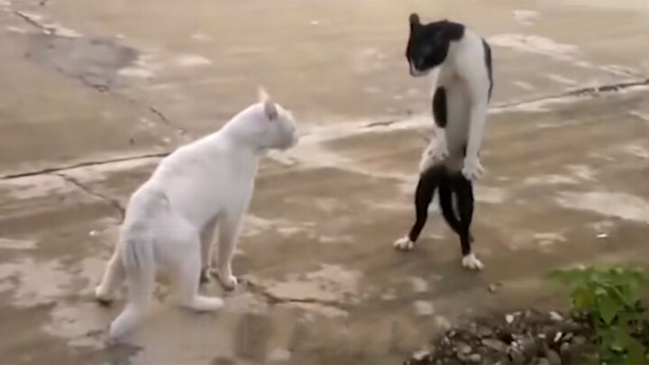 (Binatang)Pose Kung Fu oleh kucing