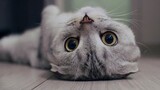 Cute cat videos#2024🐈😂funny cat videos😜 funny animals videos#cute#cat