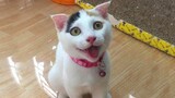 Can You Hold Back Your Laughter From The Funniest and Cutest Cat 😂 Funniest Cat Videos