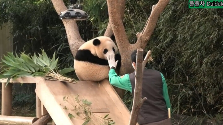 [Hewan] Panda Fu Bao | Bermain dengan Penjaga