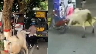 VIDEO SAPI KURBAN NGAMUK DAN LUCU PART 2