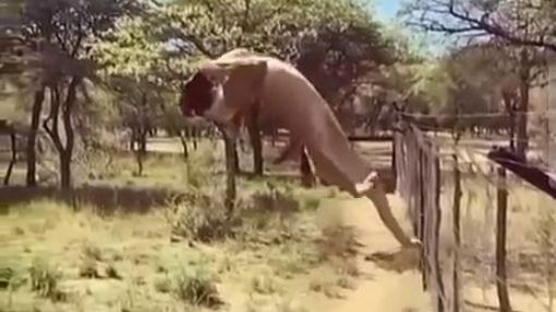 Best Cat Catch